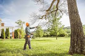 Best Tree Cabling and Bracing  in Salem, OH