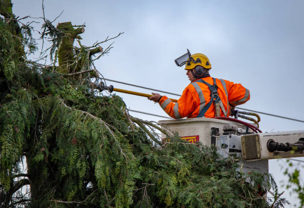 Best Tree Disease Treatment  in Salem, OH